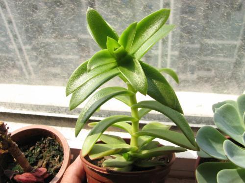 耐阴耐寒生长快的多肉植物,耐寒耐热的小型多肉植物