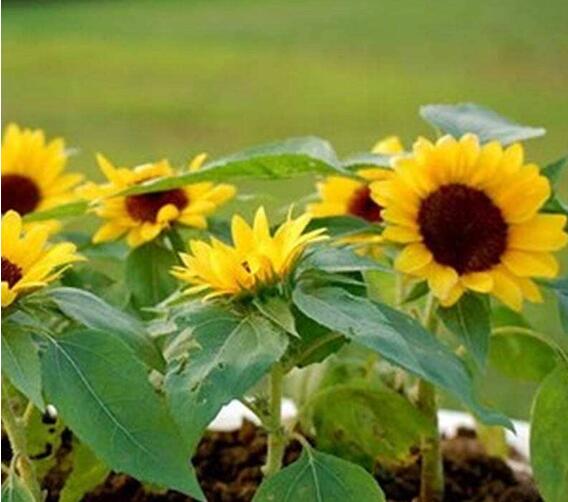 盆栽向日葵的养护方法,向日葵盆栽怎么养护