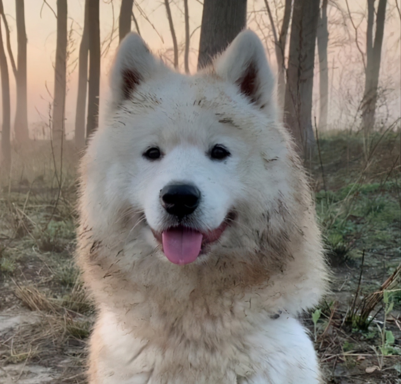 价值万元的巨贵犬，被用来看大棚，有些狗，真不适合在农村养