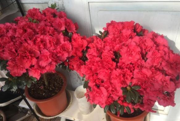 盆栽杜鹃花该怎么养好,盆栽杜鹃花怎么养最好看