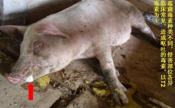 猪呕吐是什么原因,猪呕吐黄色粘稠状的液体怎么回事