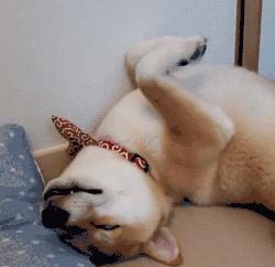 自家的狗成精了是怎样一种体验？