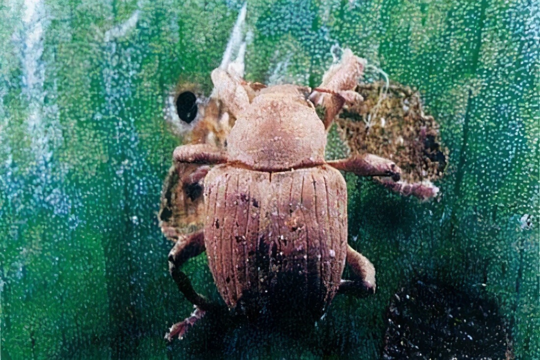 曾经大肆入侵的水葫芦,水葫芦有多可怕