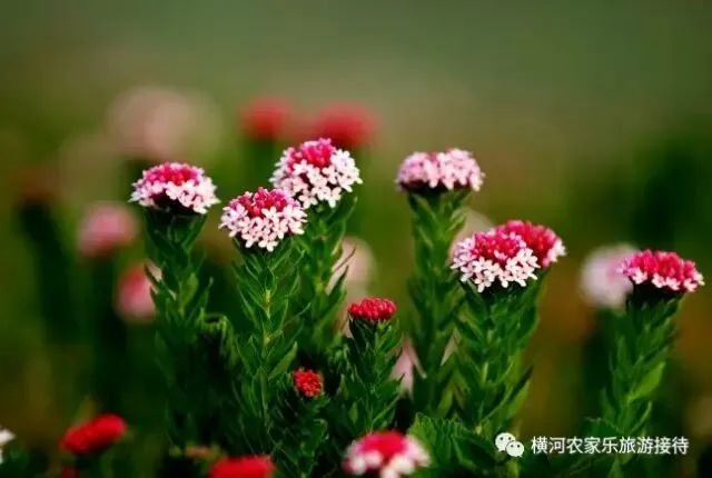 晋城市大草原,晋城大草原