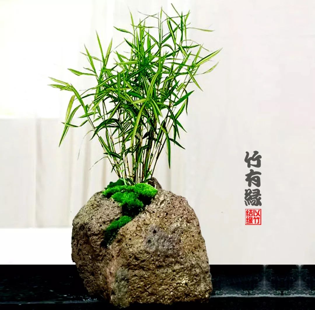 竹子浇水诀窍,竹子浇水的正确方法