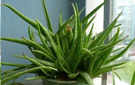 芦荟养着有啥用,芦荟冬季怎么浇水才能让它长大呢