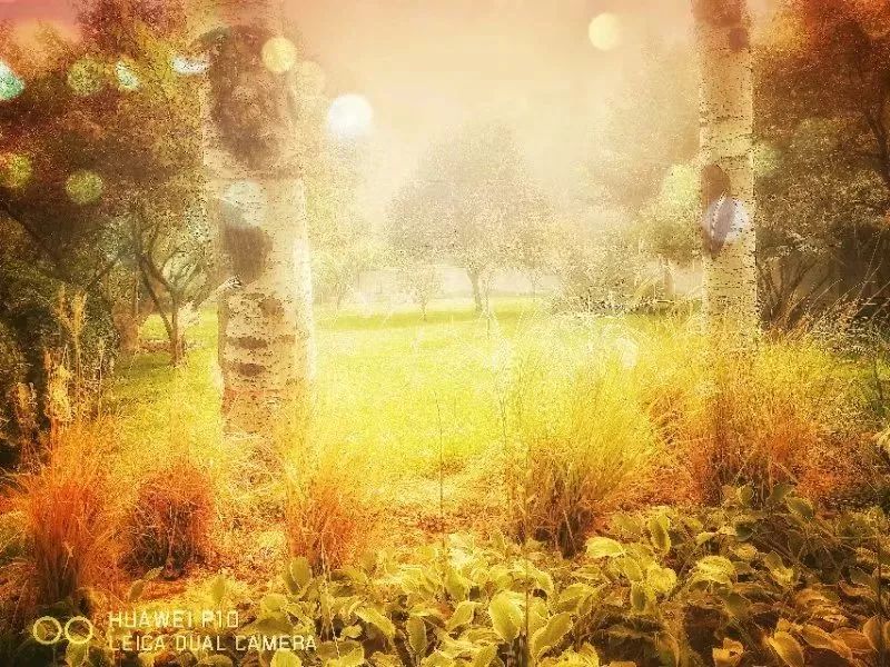 延安黄陵：醉美金秋仙遇黄陵