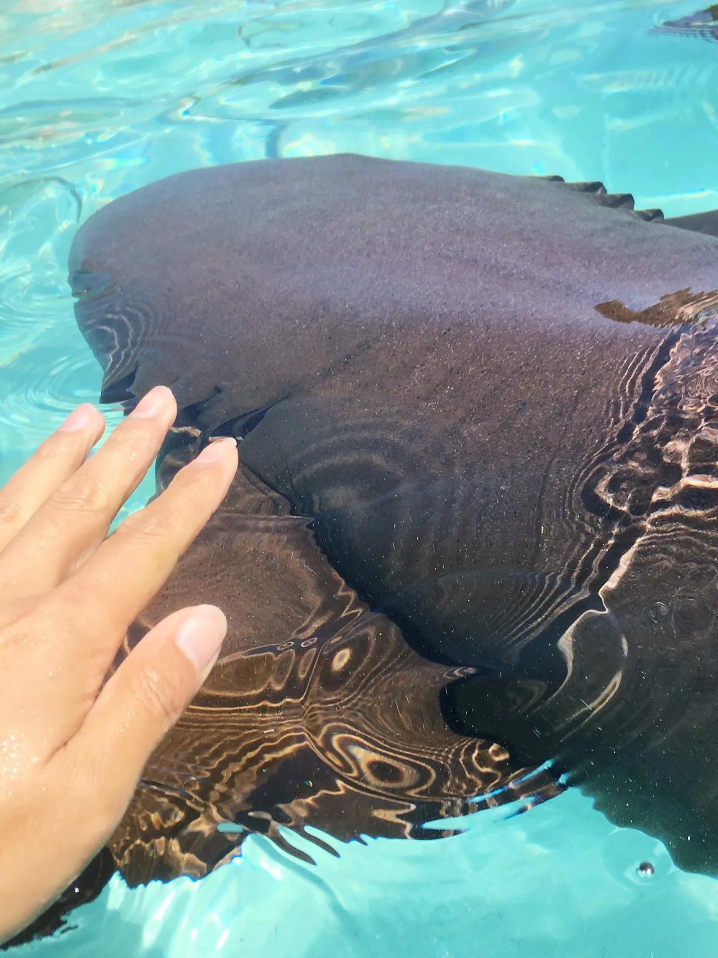 巴哈马粉色沙滩攻略,巴哈马粉沙滩