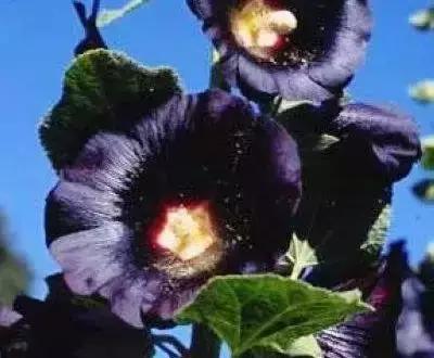 100种花的花语以及送花礼仪分享,100种花的名字和图片带花语