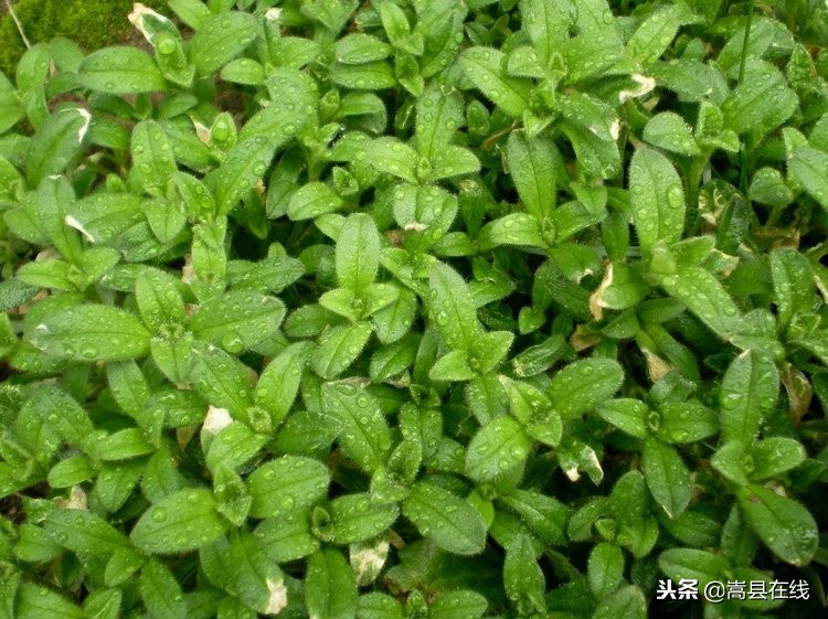 农村比较常见的中草药,农村不可碰的十种草药