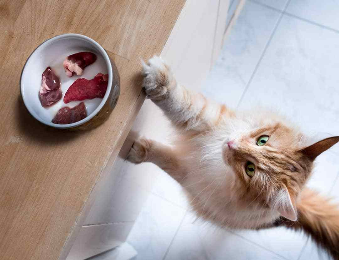 猫咪流鼻涕是什么原因引起的,猫咪长期流鼻涕怎么回事