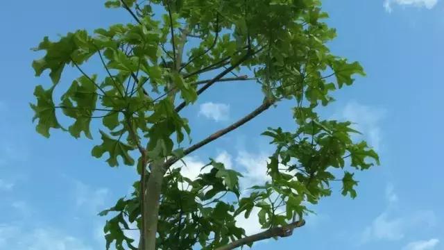 我国很多成语与植物有关,汉语成语中的植物文化