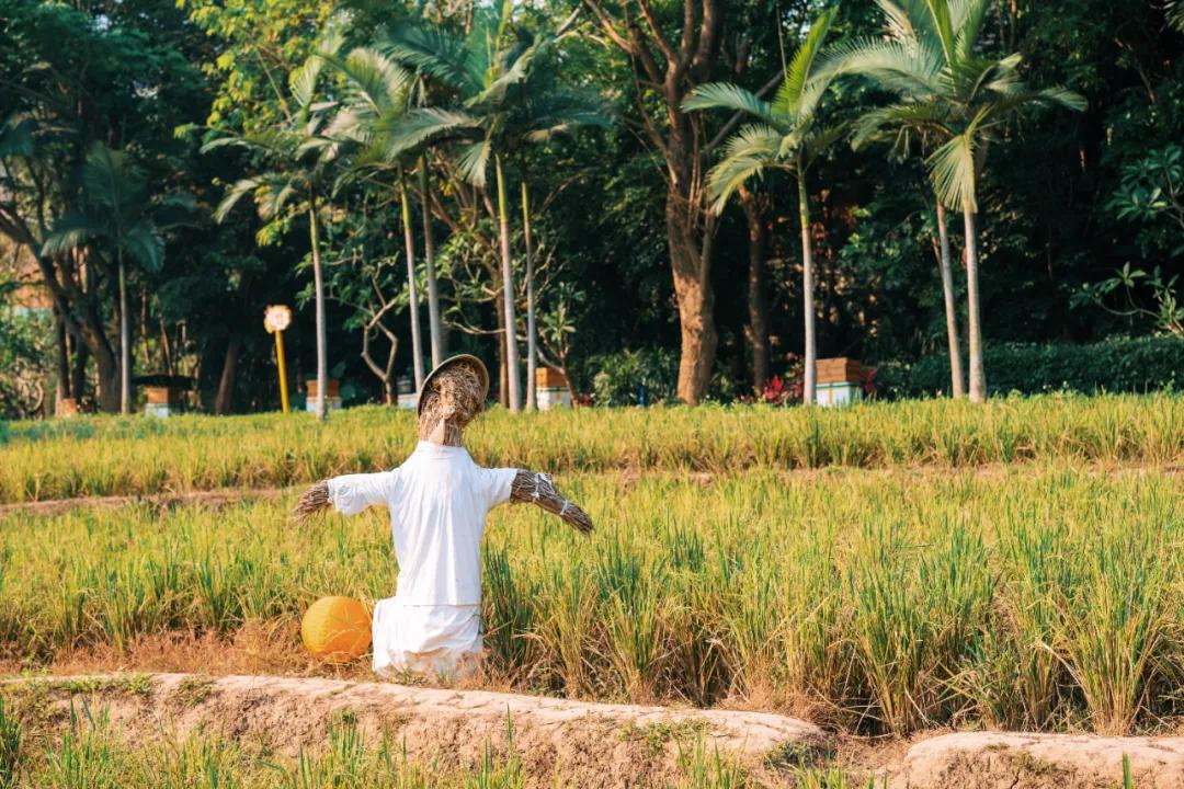 西双版纳蓝孔雀江景主题酒店,西双版纳告庄双景酒店攻略