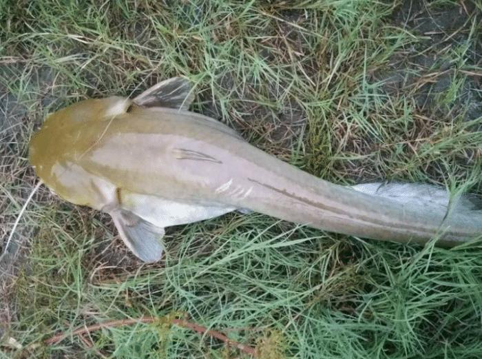 野外钓的鲶鱼可以吃吗,鲶鱼刚钓上来能吃吗