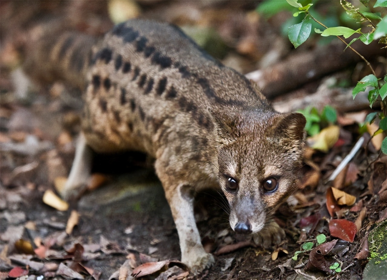 狗子交配时出现拔不出的情况,这是真的吗?遇见危险怎么办?