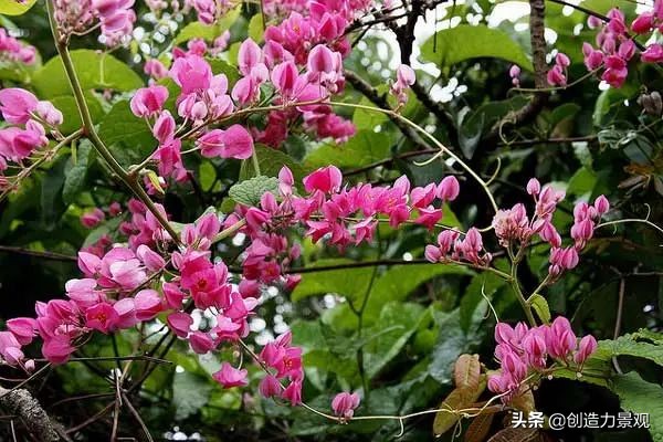 三种最旺家的爬藤植物,最好种的爬藤植物