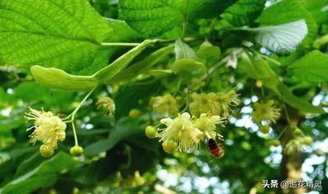 蜜蜂勤劳的道理是什么,蜜蜂的勤劳有什么用