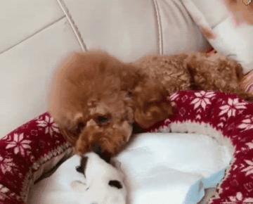 好心人捡到了一只小奶狗,人工喂养泰迪小奶狗