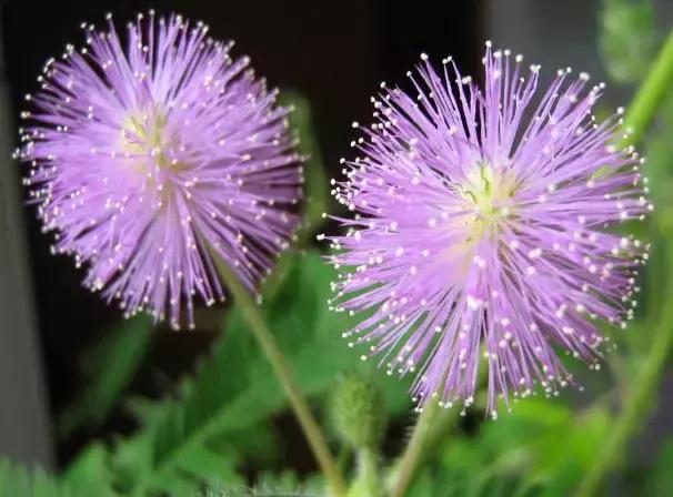 菲拉格慕蓝色经典香评测,菲拉格慕沙龙香