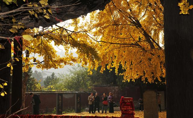 国家地理100个最美景观摄影点,全国银杏观赏地图