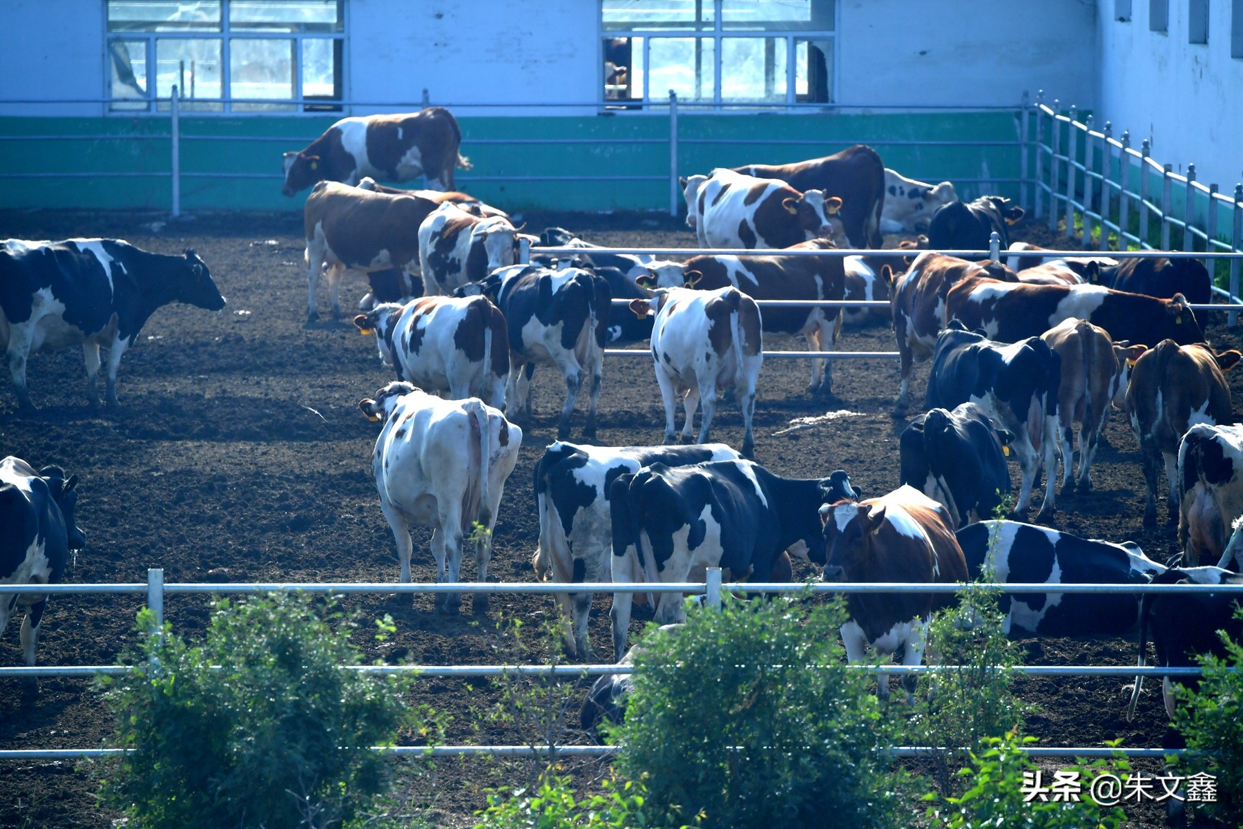 呼伦贝尔农垦纯牛奶三河牛,呼伦贝尔大草原三河牛