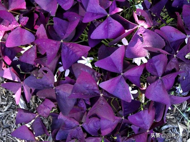 真正的蝶恋花图片,蝶恋花长什么样子