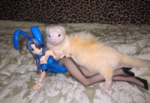 放下了七情六欲戴上金箍才能救你,带上金箍就不能有七情六欲了