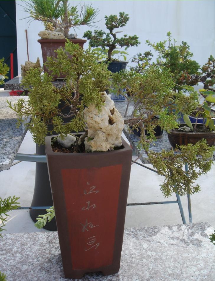 鱼川真柏盆景养殖方法,从养多肉到盆景