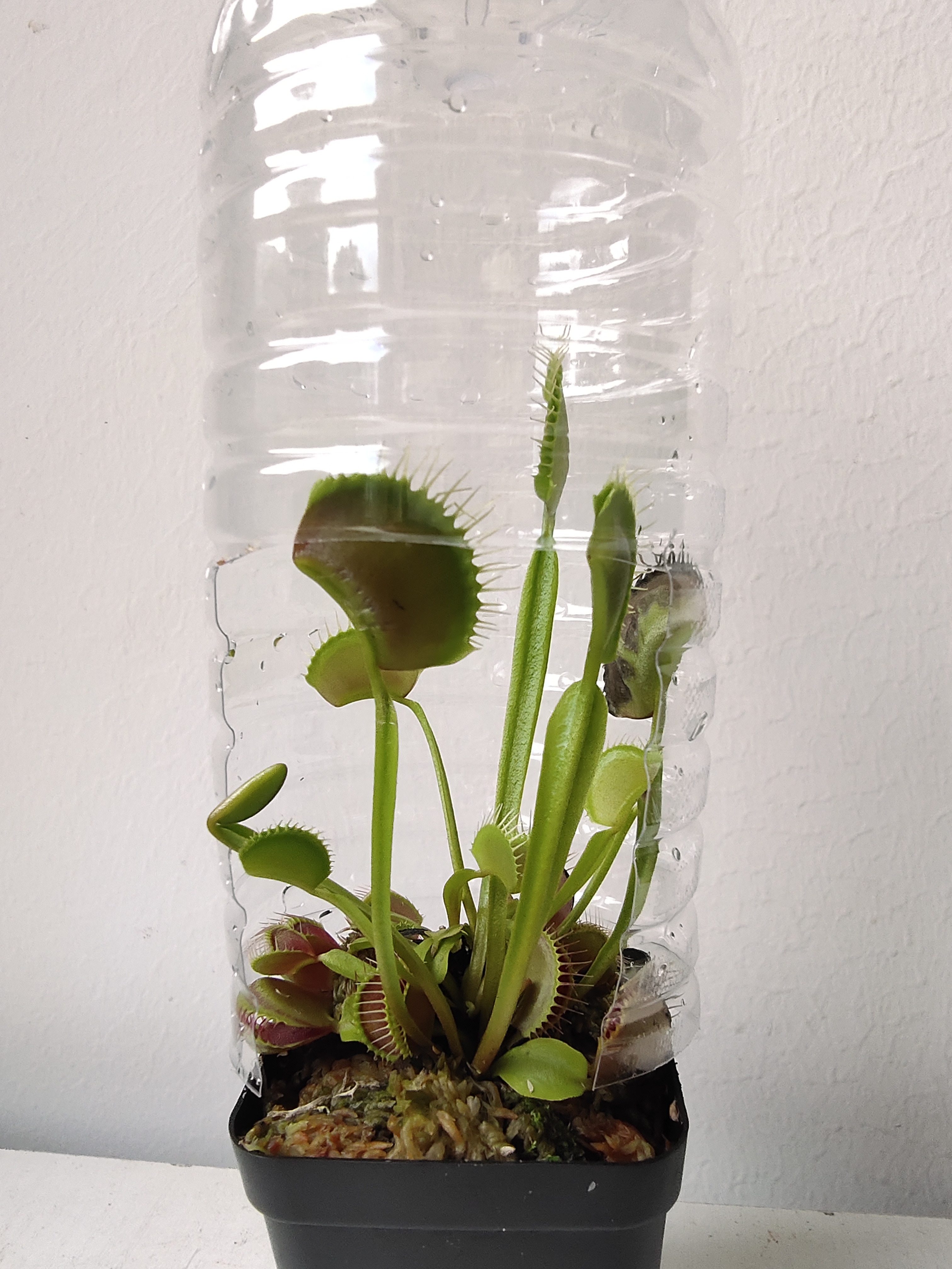 怎么让捕蝇草快速长大,捕蝇草长大是什么样子