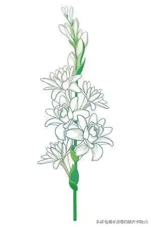 娇兰绿意百合香评,娇兰百合