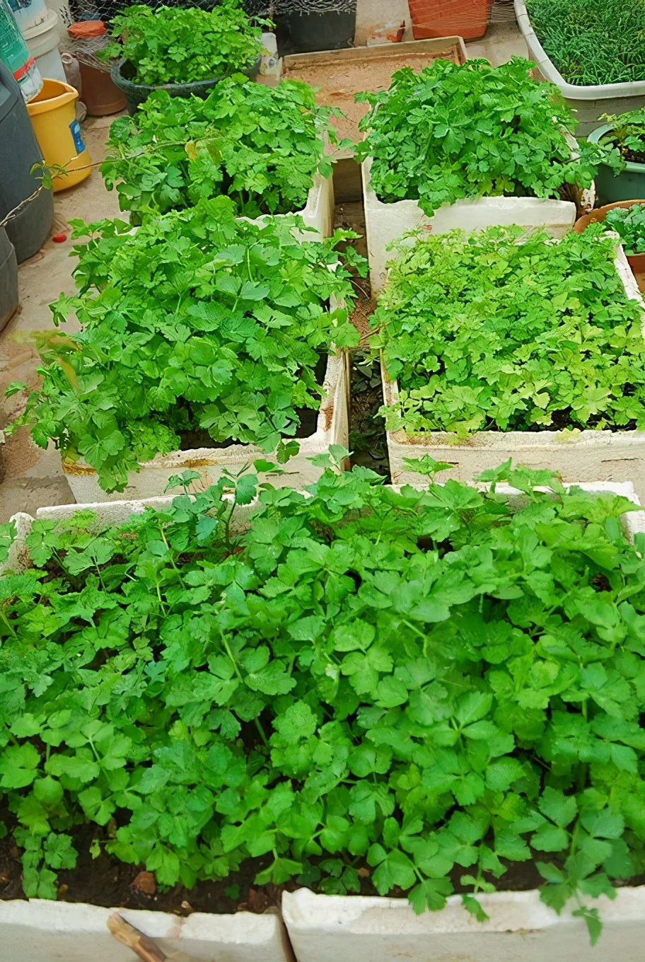 中国的种菜天赋要多离谱,中国种菜天赋惊呆外国人解说