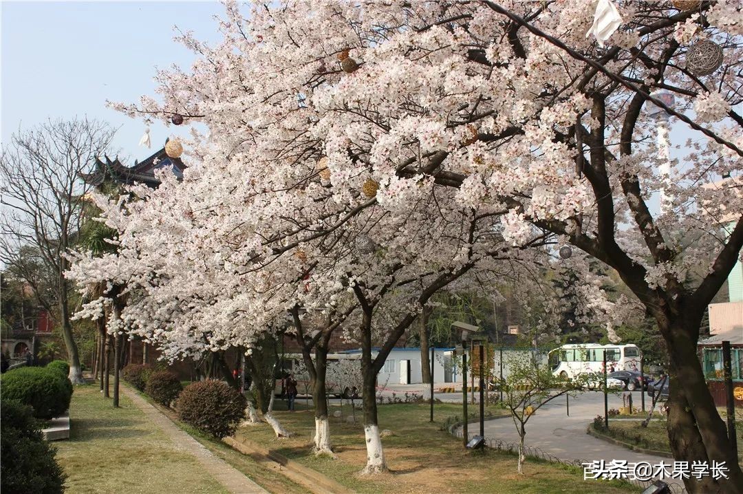 最佳赏樱攻略,2021赏樱攻略来啦快来看