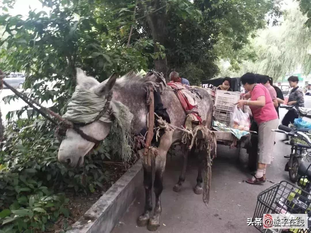 遂平县各大农贸菜市场,图说遂平清晨的菜市场