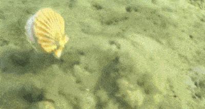 派大星怎么打章鱼,派大星的进击视频