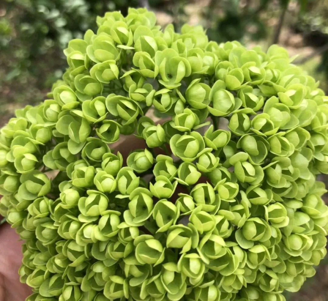 绣球的叶子枯死了根还能发芽吗,绣球花盆栽干枯怎么办