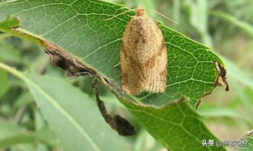 果树卷叶虫最佳防治方法,卷叶蚜虫怎么防治