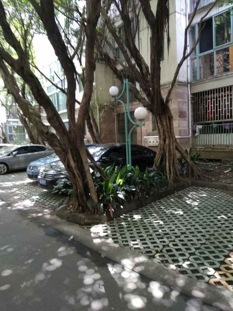 成都网友投诉怡丰新城小区榕树成灾危及行人，高新管委会回应