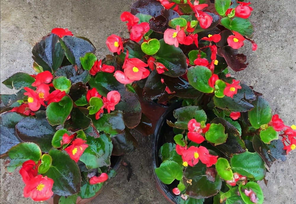 花卉绿植种植大全,温室常见的花卉