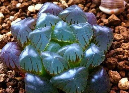 冰灯玉露怎么种植视频讲解,冰灯玉露培植方法是什么