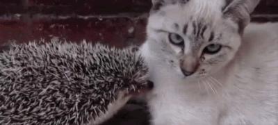 能不能养宠物鼠狗兔猫,能不能养宠物鼠猫狗呢