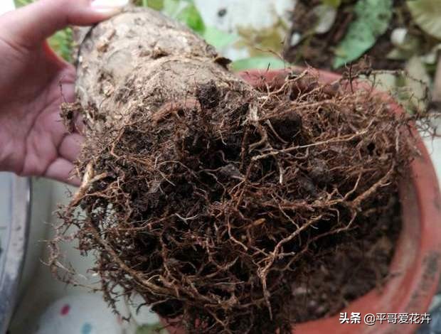 植物严重冻伤太阳晒可以怎么挽救,植物冻害补救最佳方法