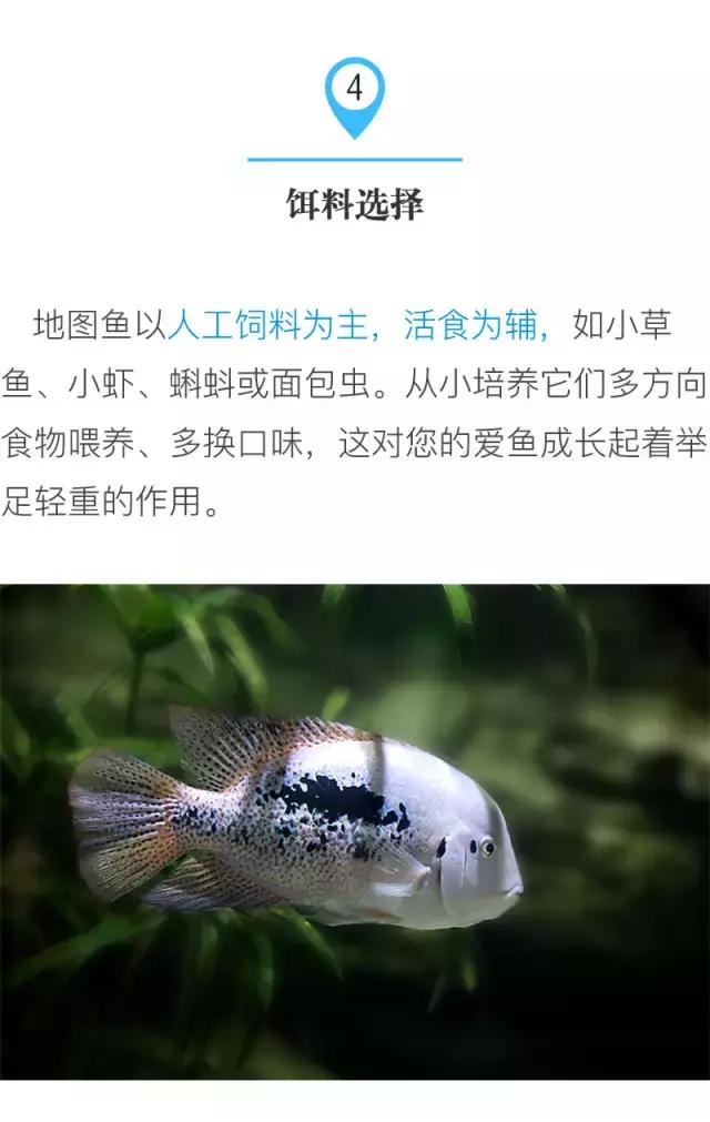 养地图鱼的正确方法,如何养好地图鱼