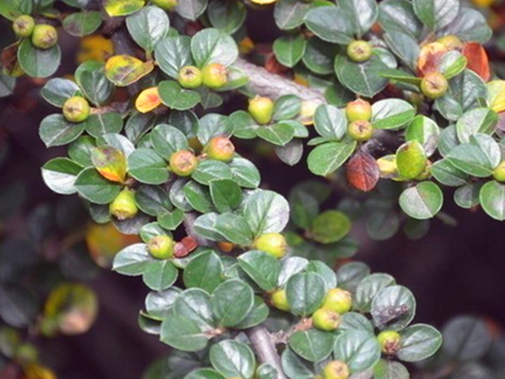 铺地蜈蚣，雪压枝头伴果红，不管盆栽还是盆景，都是冬日有趣风景