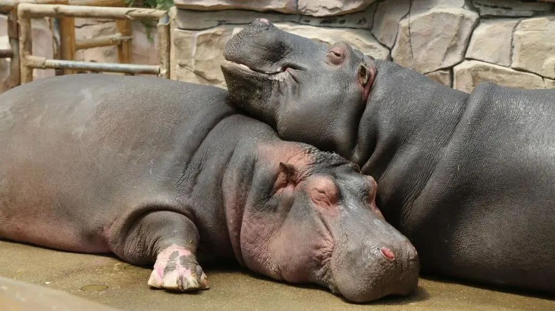 青岛西海岸啤酒节攻略,青岛西海岸周末去哪玩