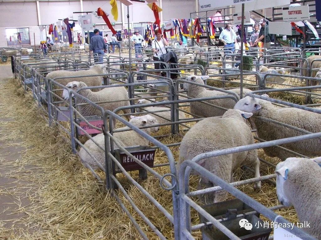 羊绒面料和黄金料面料有什么区别,高档羊毛羊绒面料知识