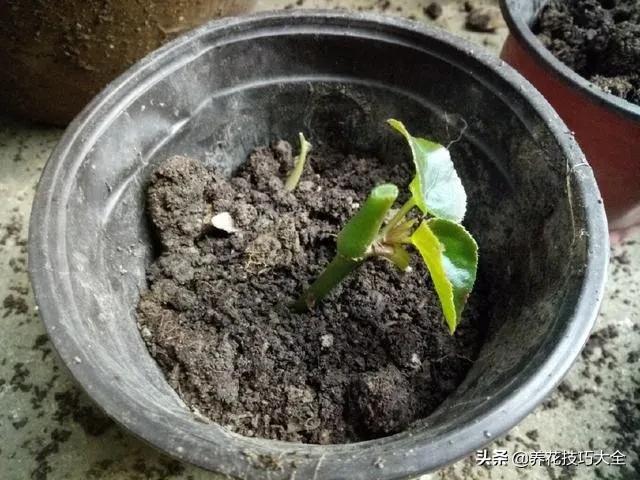 四季海棠花春天几天浇一次水,四季海棠怎么养才能长得茂盛