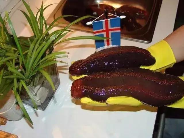 海参的图片和海参的知识,海参介绍的视频