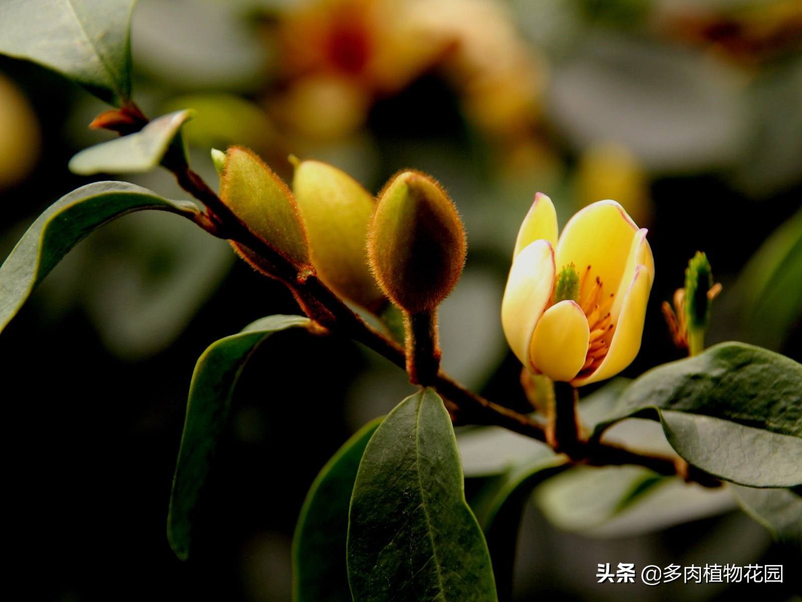 含笑花怎么养,含笑新叶黄薄正常吗