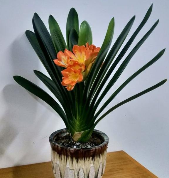 8月份能给君子兰换盆的正确方法,5年君子兰换盆的正确方法