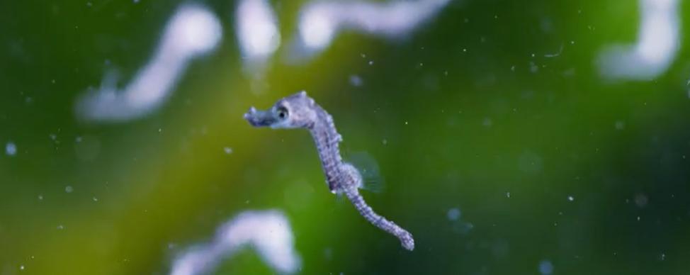 9.9恋爱游戏,9.9分恋爱番